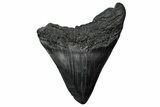 Bargain, Fossil Megalodon Tooth - South Carolina #340146-1